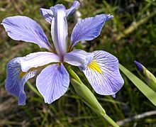 Iris virginica